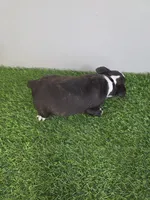 Brinlee, a female Boston Terrier for sale in East Dublin, GA – Photo 3 of 3