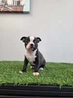 Brinlee, a female Boston Terrier for sale in East Dublin, GA – Photo 2 of 3