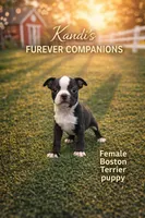 Brinlee, a female Boston Terrier for sale in East Dublin, GA – Photo 1 of 3