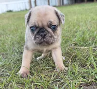 Merlene, a female Pug for sale in East Dublin, GA – 3 of 8