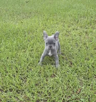 Tiny Tim , a male French Bulldog for sale in East Dublin, GA – 6 of 10