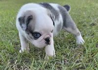 Koi, a male Pug for sale in East Dublin, GA – 4 of 10