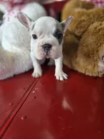 Bella, a female French Bulldog for sale in East Dublin, GA – Photo 3 of 6