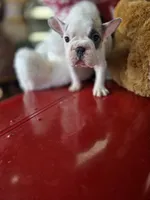 Bella, a female French Bulldog for sale in East Dublin, GA – Photo 5 of 6