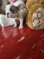 Bella, a female French Bulldog for sale in East Dublin, GA – Photo 2 of 6