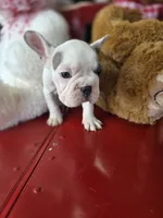 Bella, a female French Bulldog for sale in East Dublin, GA – Photo 6 of 6