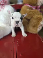 Bella, a female French Bulldog for sale in East Dublin, GA – Photo 4 of 6