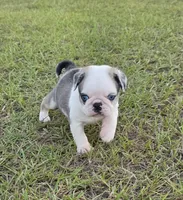 Koi, a male Pug for sale in East Dublin, GA – 5 of 10