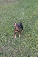 Dolly , a female French Bulldog for sale in East Dublin, GA – 5 of 9