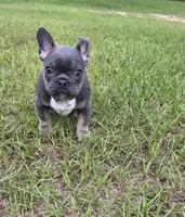 Jelly Roll, a male French Bulldog for sale in East Dublin, GA – 7 of 10