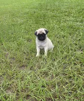 Puggy, a female Pug for sale in East Dublin, GA – 8 of 10