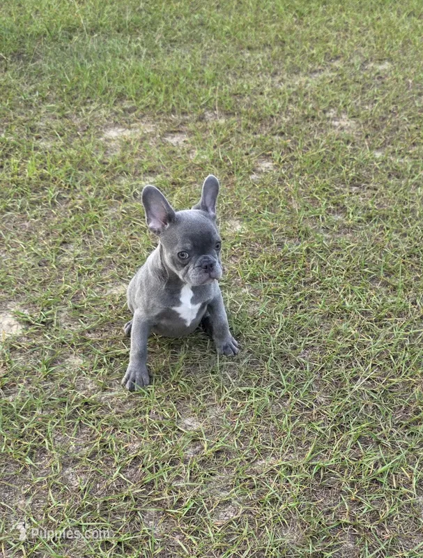 Tiny Tim  – French Bulldog puppy for sale in East Dublin, GA