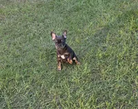 Dolly , a female French Bulldog for sale in East Dublin, GA – 7 of 9