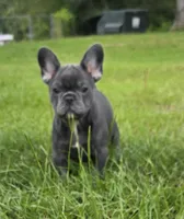 Jolene , a female French Bulldog for sale in East Dublin, GA – 5 of 10