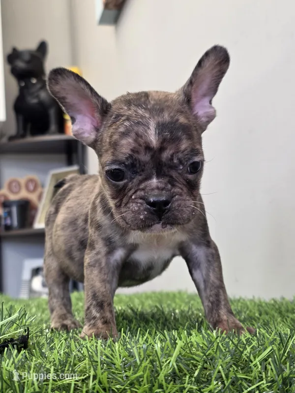 Loso  – French Bulldog puppy for sale in East Dublin, GA