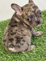 Loso , a male French Bulldog for sale in East Dublin, GA – Photo 4 of 4