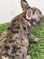 Loso , a male French Bulldog for sale in East Dublin, GA – Photo 3 of 4