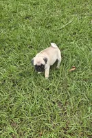 Puggy, a female Pug for sale in East Dublin, GA – 9 of 10