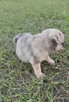 Merlene, a female Pug for sale in East Dublin, GA – 4 of 8