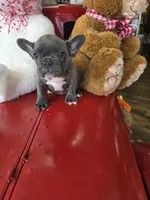 Bluey, a male French Bulldog for sale in East Dublin, GA – Photo 1 of 7