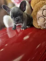 Bluey, a male French Bulldog for sale in East Dublin, GA – Photo 7 of 7