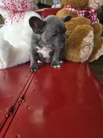 Bluey, a male French Bulldog for sale in East Dublin, GA – Photo 5 of 7