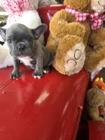 Bluey, a male French Bulldog for sale in East Dublin, GA – Photo 2 of 7