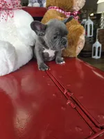 Bluey, a male French Bulldog for sale in East Dublin, GA – Photo 4 of 7
