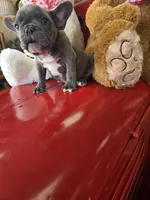 Bluey, a male French Bulldog for sale in East Dublin, GA – Photo 6 of 7