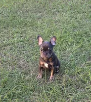 Dolly , a female French Bulldog for sale in East Dublin, GA – 6 of 9