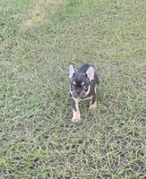 Coco, a female French Bulldog for sale in East Dublin, GA – 8 of 10