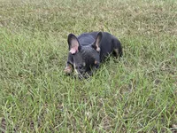 Dolly , a female French Bulldog for sale in East Dublin, GA – 3 of 9