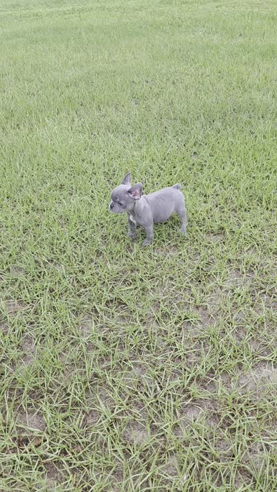 Tiny Tim , a male French Bulldog for sale in East Dublin, GA – 9 of 10