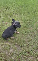 Dolly , a female French Bulldog for sale in East Dublin, GA – 3 of 10