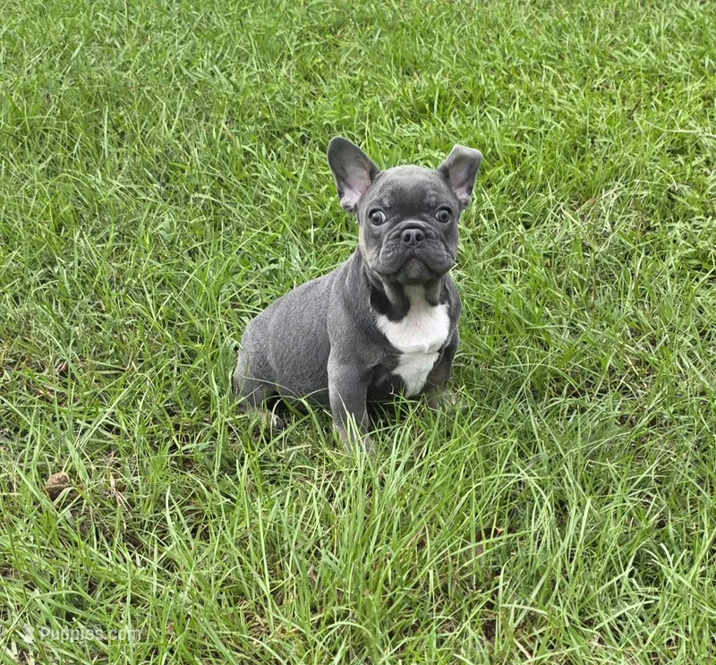 Jelly Roll – French Bulldog puppy for sale in East Dublin, GA