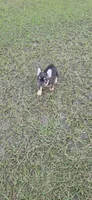 Coco, a female French Bulldog for sale in East Dublin, GA – 6 of 10