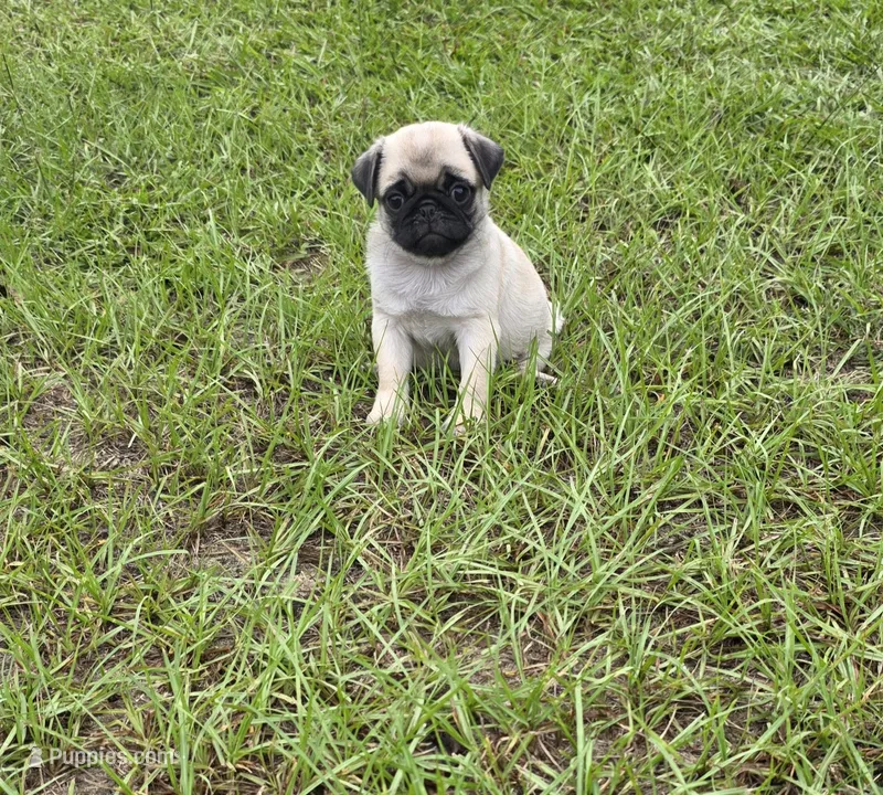 Puggy – Pug puppy for sale in East Dublin, GA