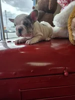 Hank, a male French Bulldog for sale in East Dublin, GA – Photo 1 of 8