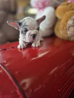 Hank, a male French Bulldog for sale in East Dublin, GA – Photo 6 of 8