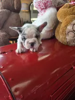 Hank, a male French Bulldog for sale in East Dublin, GA – Photo 5 of 8