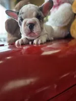 Hank, a male French Bulldog for sale in East Dublin, GA – Photo 7 of 8