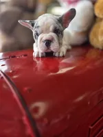 Hank, a male French Bulldog for sale in East Dublin, GA – Photo 3 of 8