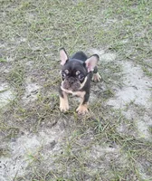 Coco, a female French Bulldog for sale in East Dublin, GA – 2 of 10