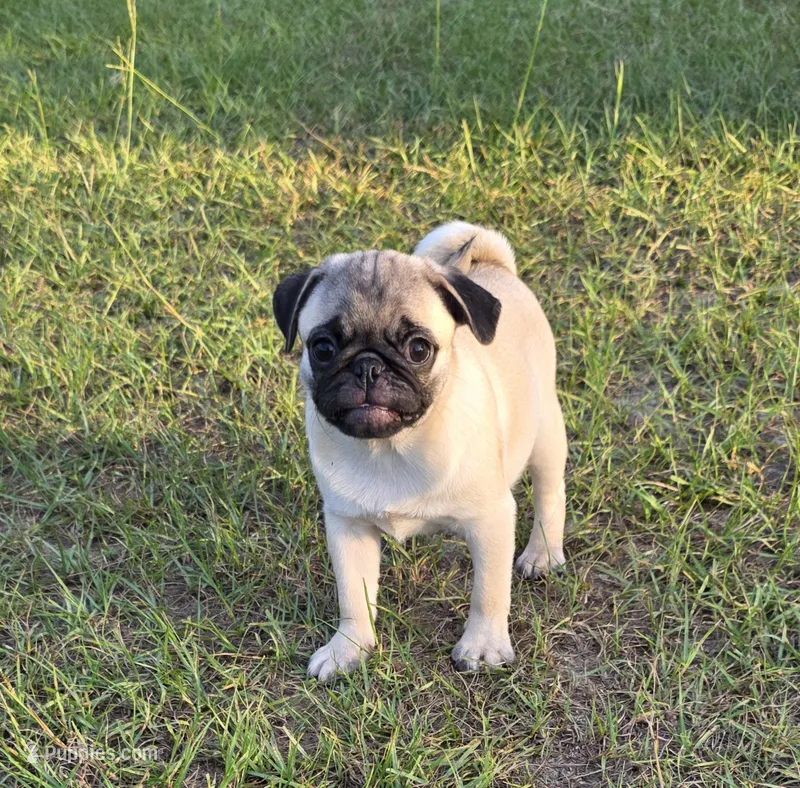 Puggy – Pug puppy for sale in East Dublin, GA