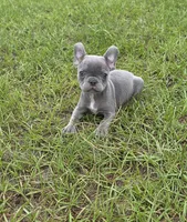 Tiny Tim , a male French Bulldog for sale in East Dublin, GA – 7 of 10