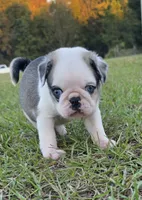 Koi, a male Pug for sale in East Dublin, GA – 7 of 10