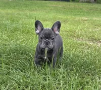 Jolene , a female French Bulldog for sale in East Dublin, GA – 2 of 10