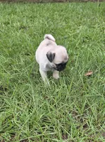 Puggy, a female Pug for sale in East Dublin, GA – 2 of 10
