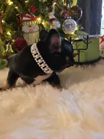 processed/341a1dbc-ecd0-489c-a56e-84cc7ea0a06f/listing/c89ccaa2-bd37-4b2e-8247-2fed13a8ef03/6cdbbaab-5419-4e58-957e-57ce387de190