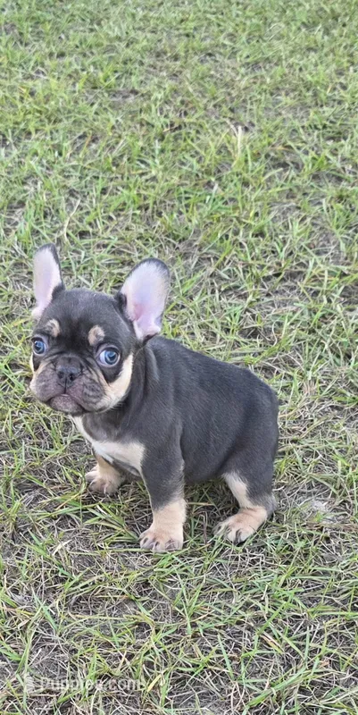Coco – French Bulldog puppy for sale in East Dublin, GA